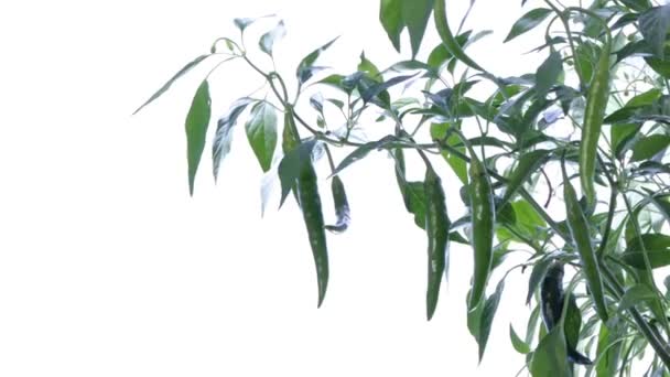 timelapse de piments 
