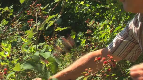 Mann pflückt und isst Brombeeren — Stockvideo