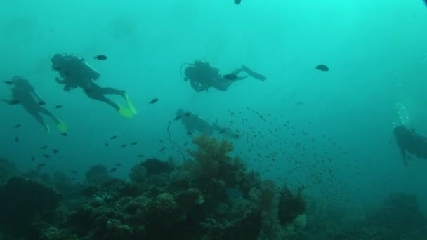 Divers diving through shoal of fish — Stock Video