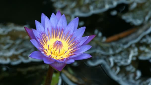 Flor de loto en estanque — Vídeos de Stock