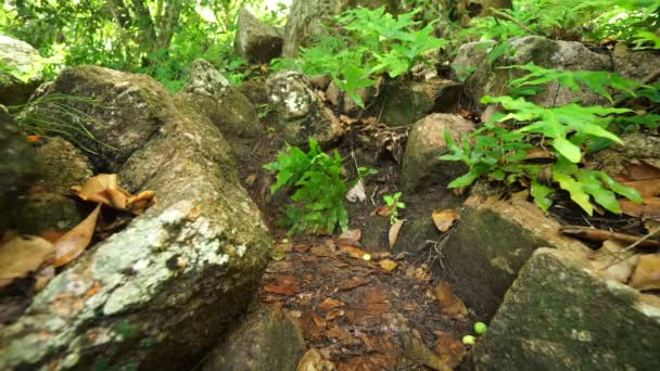 在热带岛屿森林徒步旅行 — 图库视频影像