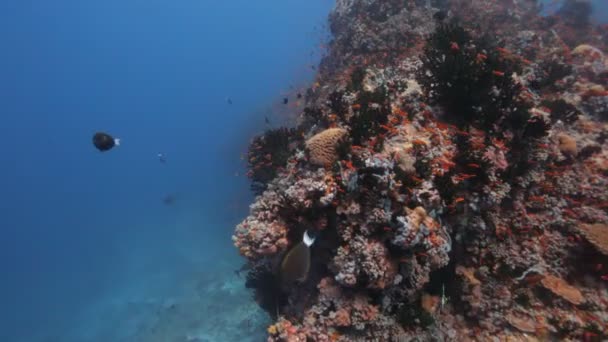 Buceo a través de bancos de peces — Vídeos de Stock