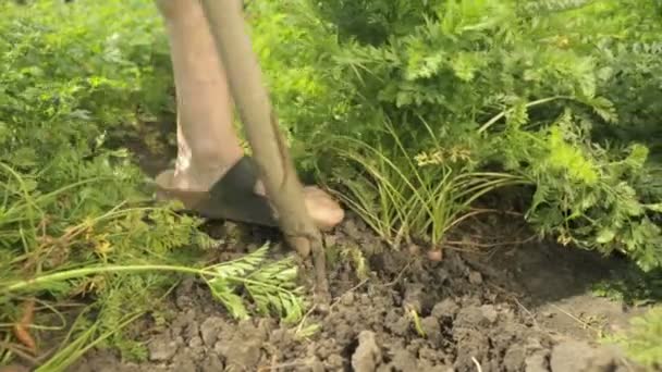 Agricultor sênior colheita cenouras close-up — Vídeo de Stock