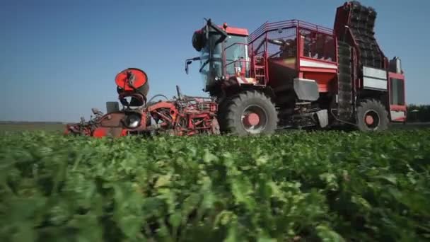 Cosechadora que trabaja en el campo de remolacha — Vídeos de Stock