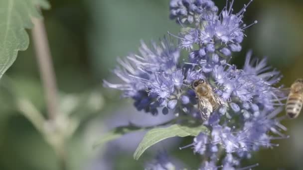 Api di miele su fiore in vento al rallentatore — Video Stock