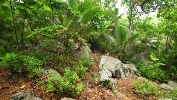 Wandelen in tropisch eiland bos — Stockvideo