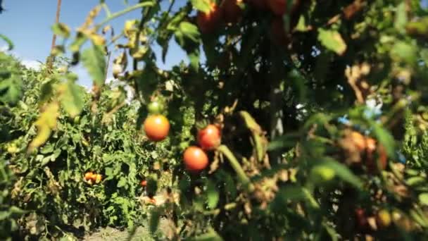 Senior boer oogsten van tomaten — Stockvideo