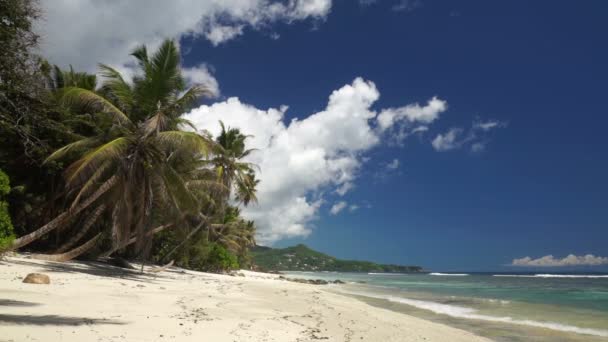 Palmiers sur la plage de sable corail — Video