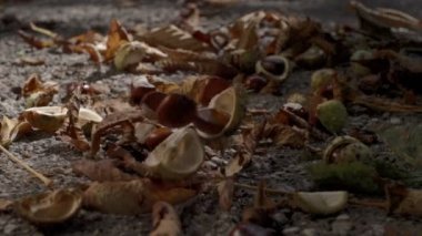 ağır çekimde düşen kestane