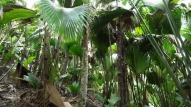 ropical palmiye orman
