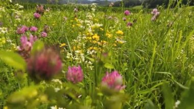 dolly yaz çayır vurdu