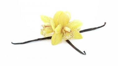 vanilya orkide ile döngü dosya