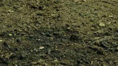 büyüyen yeşil fasulye   