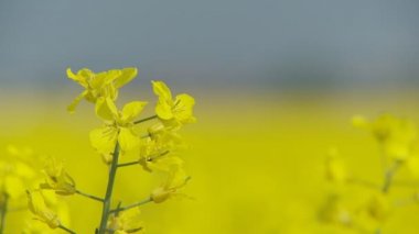rüzgarda renkli rapefield