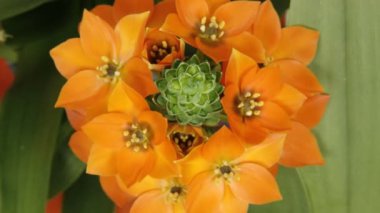 güzel portakal çiçeği  