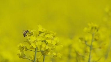 Arı ve tecavüz çiçek seçici odak