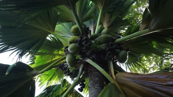 Coco de mer palm med frukter — Stockvideo