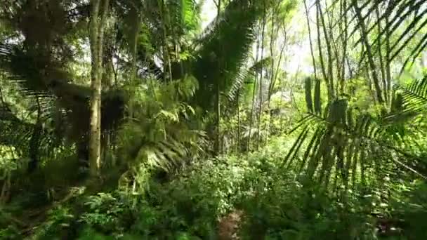 Promenade dans la forêt  