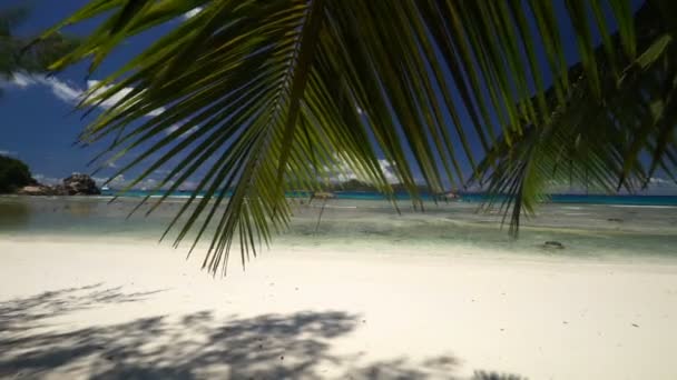 Feuilles de palmier sur la plage de sable — Video