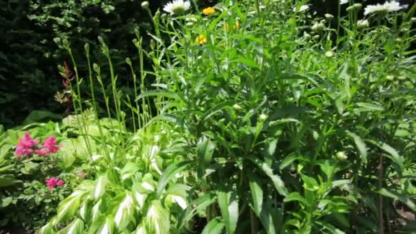 Flores verdes en el jardín — Vídeo de stock