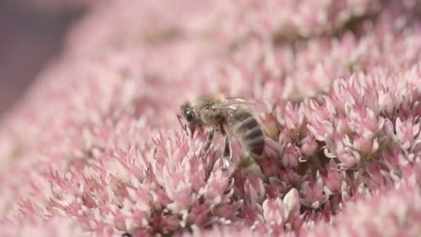 Abeja en busca de néctar cámara lenta — Vídeo de stock