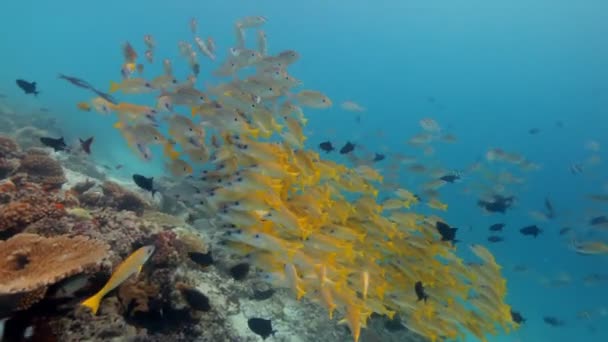 Tauchen durch Fischschwärme — Stockvideo