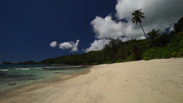 长有棕榈树的海滩 — 图库视频影像