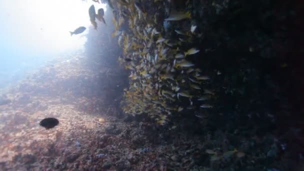 Duiken via shoal van fish — Stockvideo