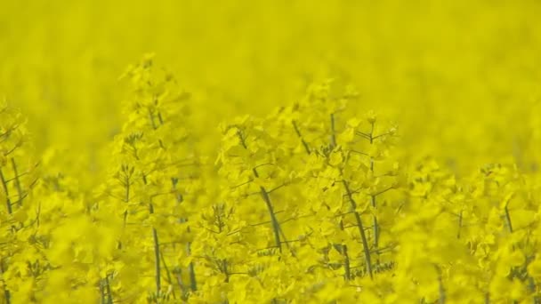 Champ de colza coloré dans le vent — Video