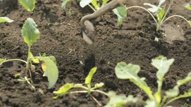 Loosening up soil between plants in garden — Stock Video