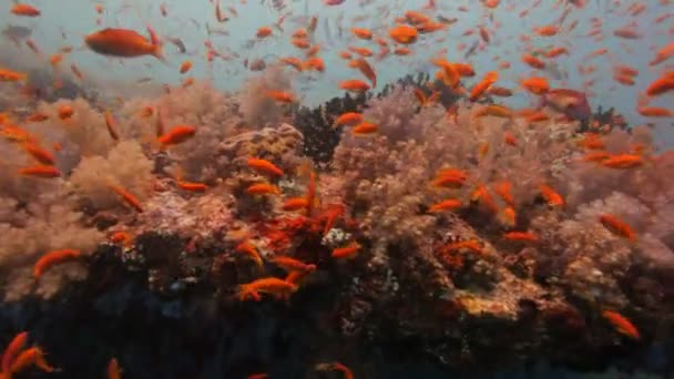 Diving through shoal of fish — Stock Video