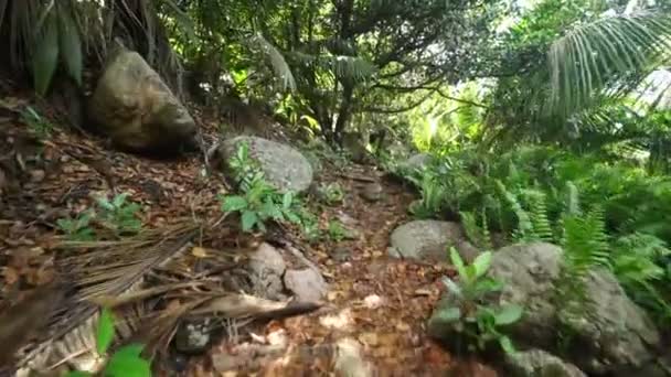 Caminando por el bosque — Vídeo de stock