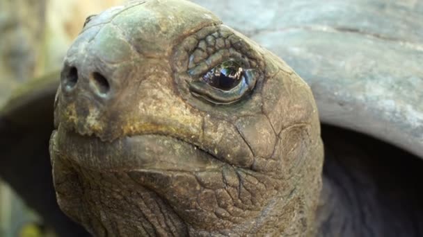 Face of Aldabra giant tortoise — Stock Video