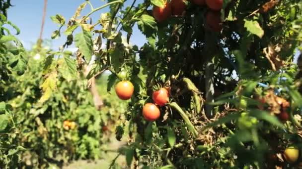 Agricultor senior cosechando tomates — Vídeos de Stock