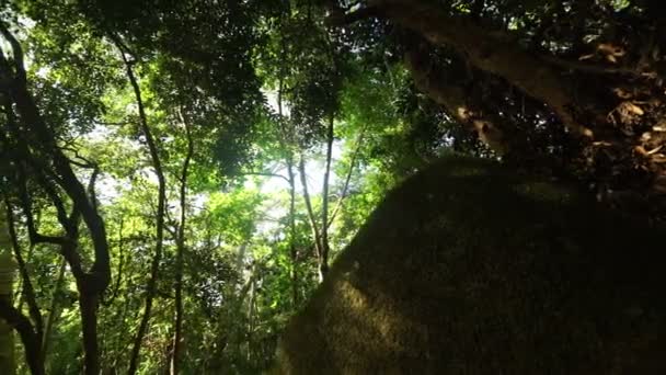 Árboles altos en el bosque — Vídeos de Stock