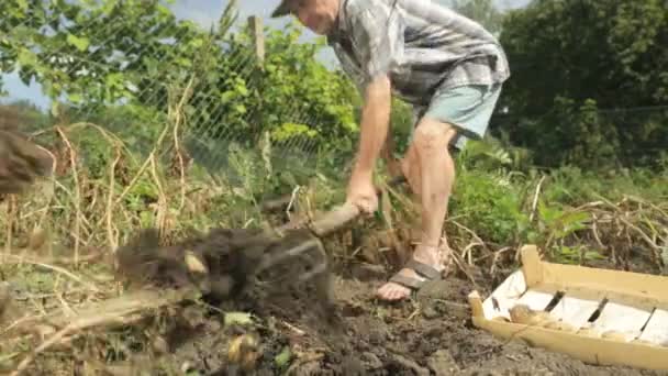 Agricultor senior cosechando patatas — Vídeos de Stock