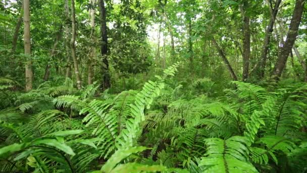 forêt tropicale ombragée 