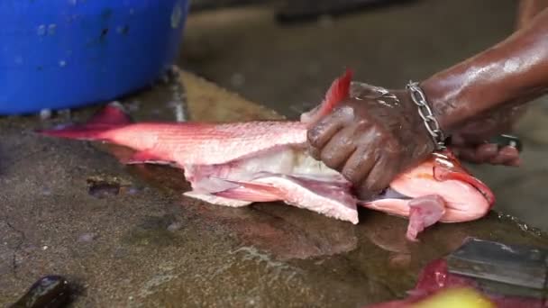 Καθαρίστε τα ψάρια φρέσκα υφάλων — Αρχείο Βίντεο