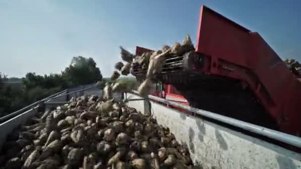 Harvester bezig met bieten veld — Stockvideo