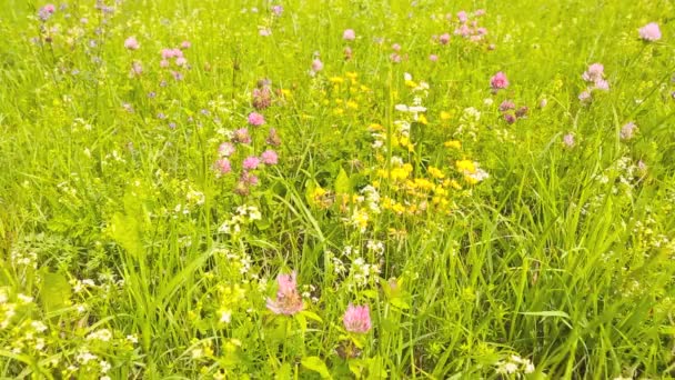 ドリーの夏の牧草地近くを撮影 — ストック動画