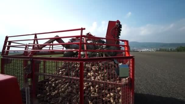 Harvester bezig met bieten veld — Stockvideo