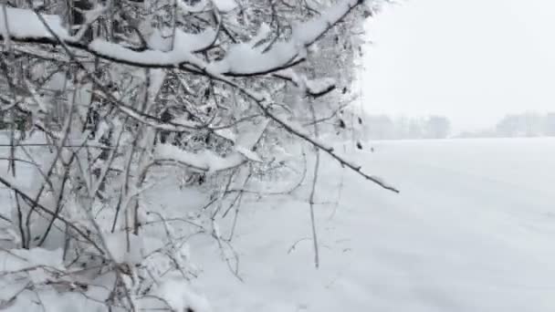 Arbres couverts de neige et champ en hiver — Video