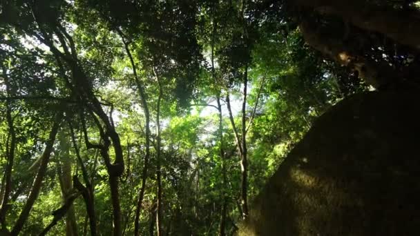 Forêt tropicale ombragée — Video