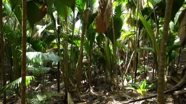 Foresta tropicale delle palme — Video Stock