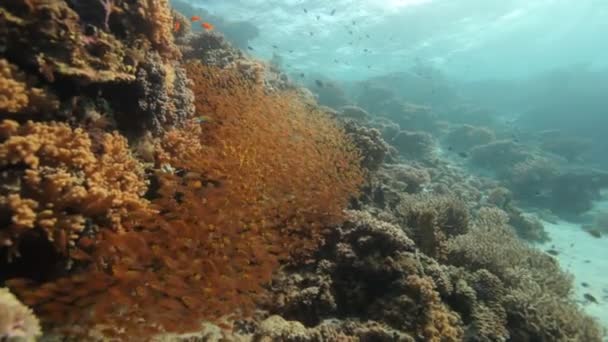 Tauchen durch Fischschwärme — Stockvideo