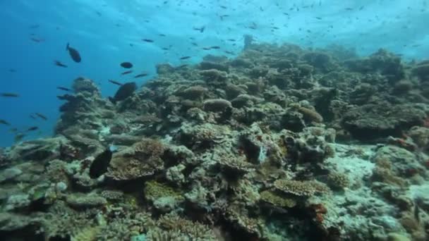 Tauchen durch Fischschwärme — Stockvideo