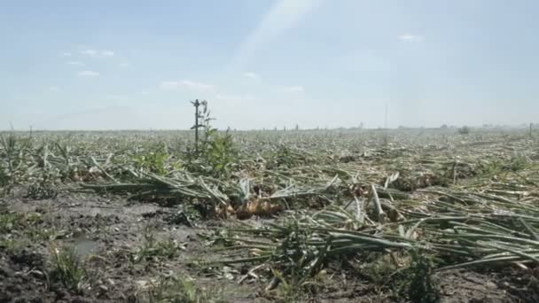 Regar o campo de cebola — Vídeo de Stock