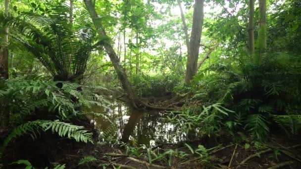 Pond in tropical forest — Stock Video