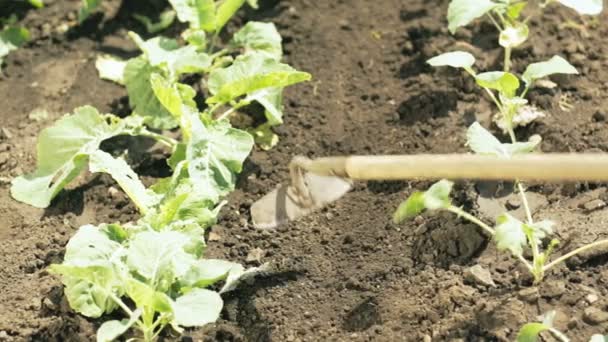 Senior farmer loosening up soil — Stock Video