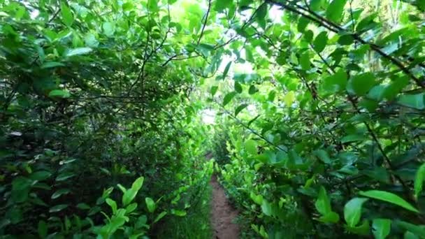 徒步穿过茂密的树丛中的女人 — 图库视频影像